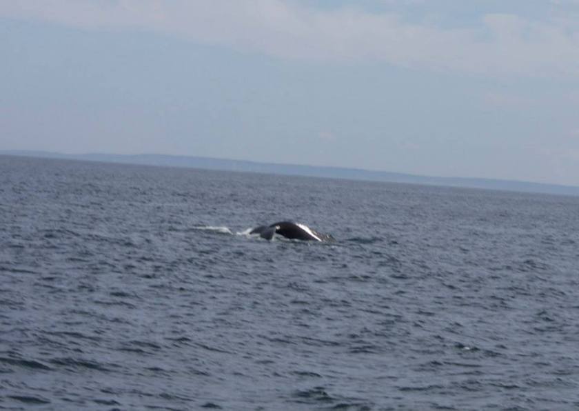 485558_10151480959475892_1566575720_n