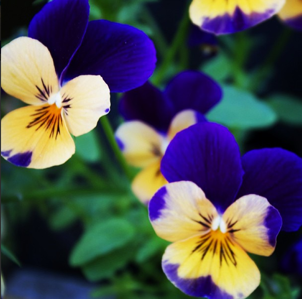 Screen Shot 2013-06-09 at 6.35.19 PM