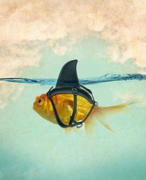 10577141_812287762145535_2558472747454763046_n