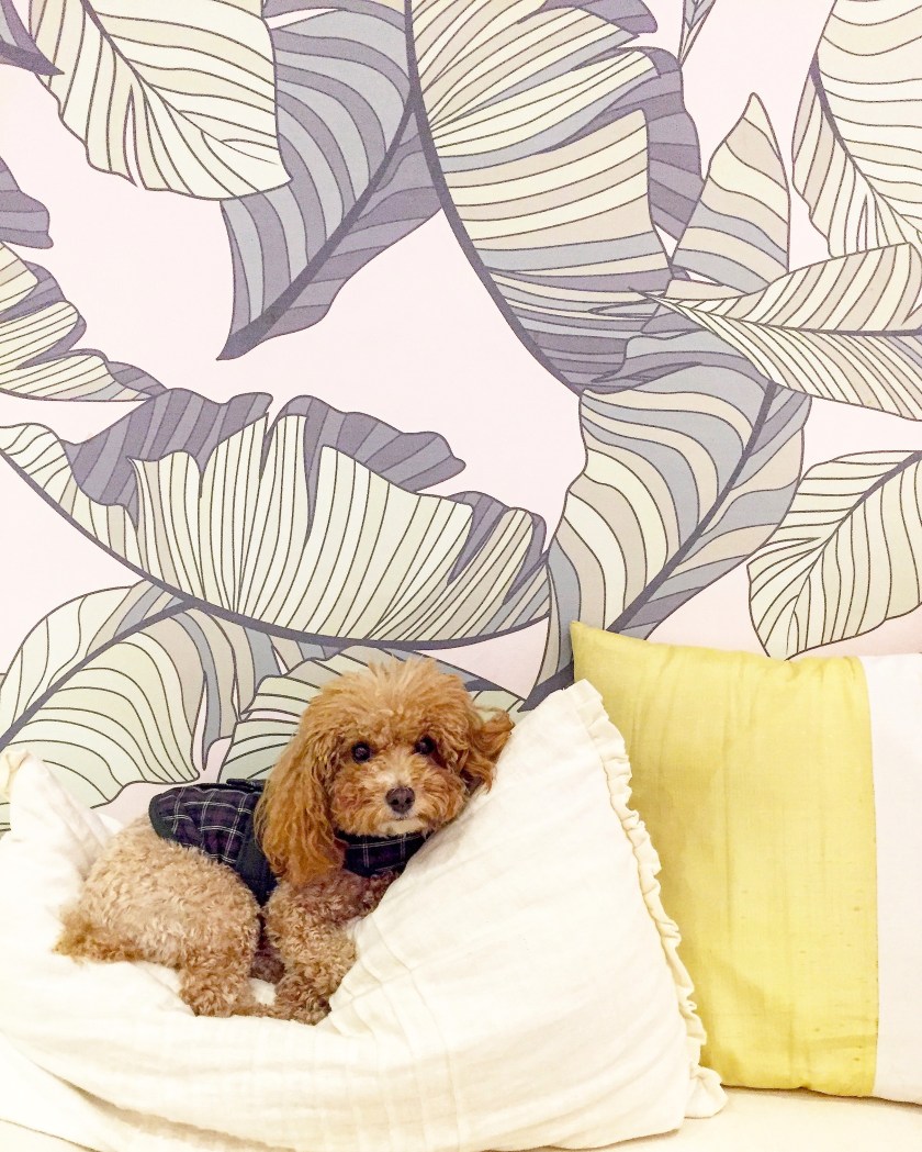 Photo 2018-01-19, 12 28 19 PM